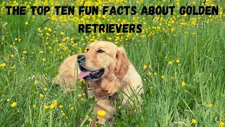 Top 10 fun facts about Golden Retrievers by Arthur and the Animal Kingdom 587 views 4 months ago 6 minutes, 14 seconds