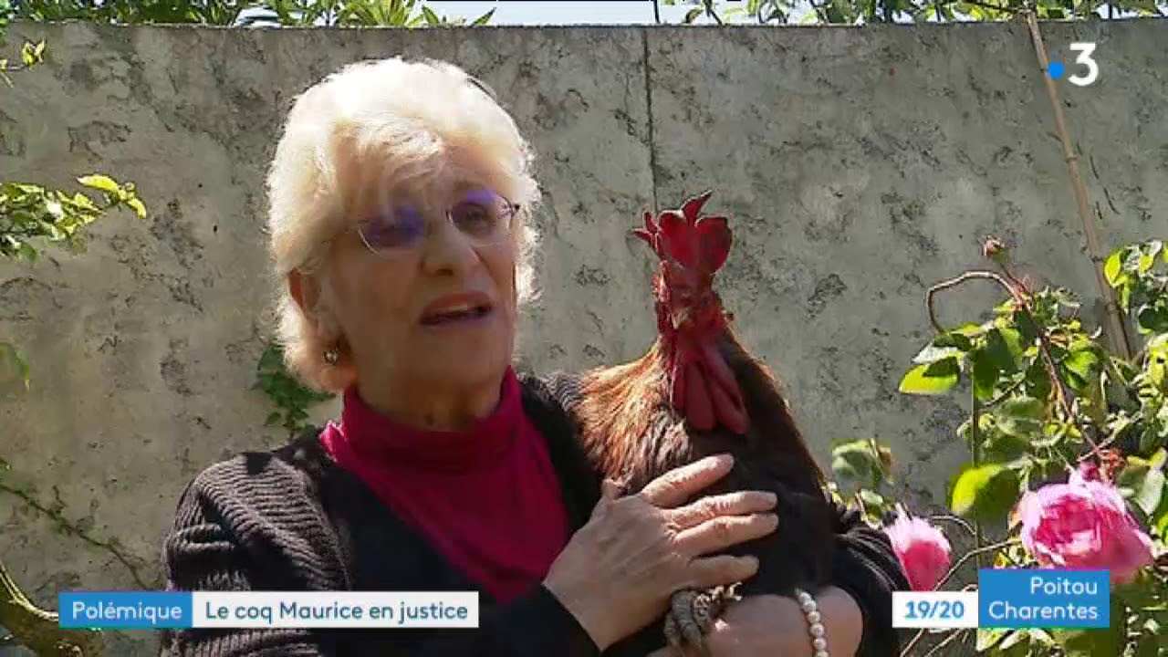 Téléchargement gratuit Images Maurice Le Coq De La Discorde Youtube dernière salutations