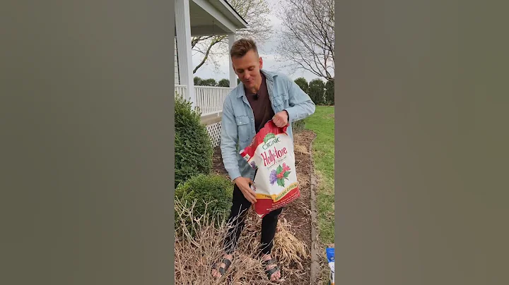 Fertilizing your hydrangeas will give you such beautiful blooms! #shorts