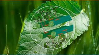 Funciones De La Pared Celular De Los Vegetales Y Plasmodesmos