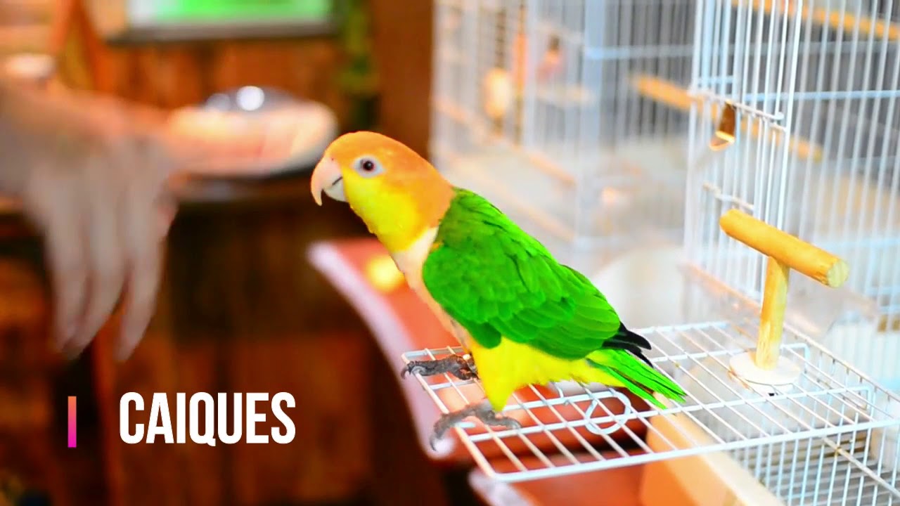 Parrot Lifespan 