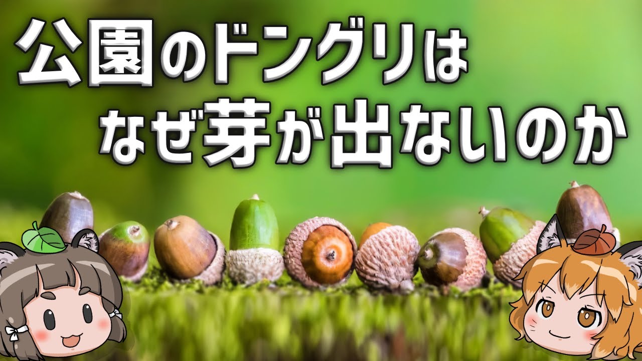 【疑問】公園のどんぐりはなぜ芽を出さないのか？
