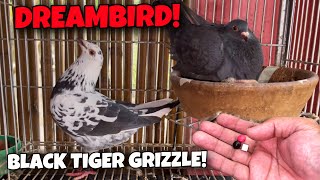 UNANG ANAK NG DREAMBIRD KO! BLACK TIGER GRIZZLE NA TO!