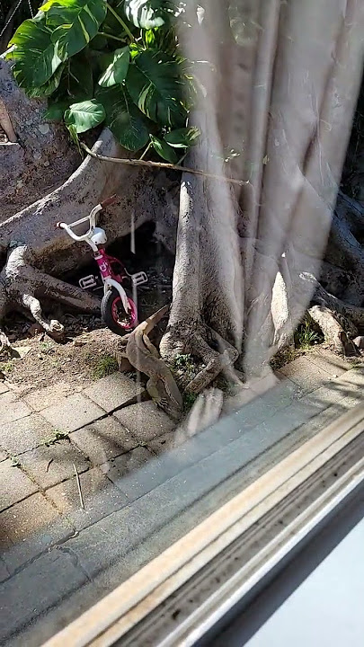 ada yang tau engak binatang apa ini namanya ? kalau di bugis (puarang)
