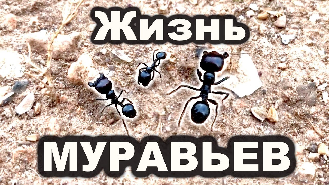 Жизнь муравьев. Дневник наблюдений за муравьями в формикарии. Наблюдение над муравьями. Муравьи в Испании. Наблюдаем за муравьями