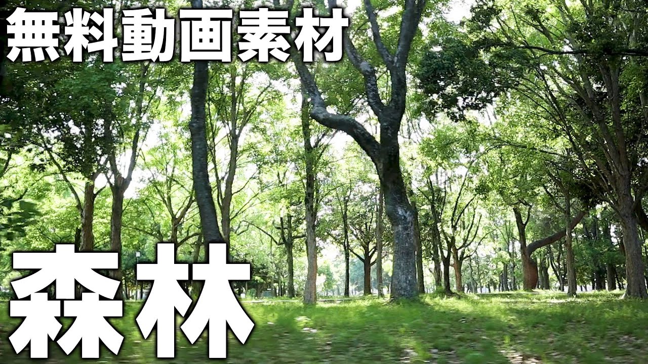 無料動画素材 森林 Free Video Forest Youtube