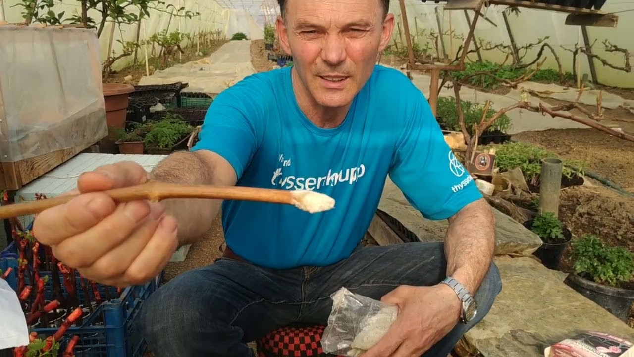 Milyen fontos tényezőkre figyeljünk oda, amikor gyökereztetjük a szőlővesszőnket ?