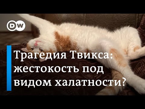 Тренировка на кошках: в России требуют уволить проводницу РЖД за жестокое обращение с животными