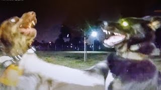 Battle Dogs Waige War At Dog Park