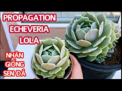 Video: Echeveria ‘Lola’ Plant Care - Cách Trồng Cây Lola mọng nước