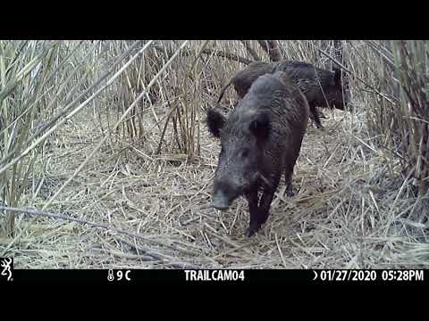 გარეული ღორი, ტახი - Wild Boar – (Sus scrofa)