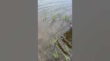 Trải Nghiệm Bắt Cá Lóc Siêu To #trainghiem