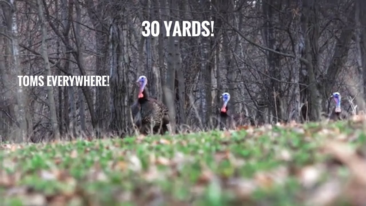 Wisconsin Youth Hunt 2024 GOBBLERS COMING IN HOT YouTube