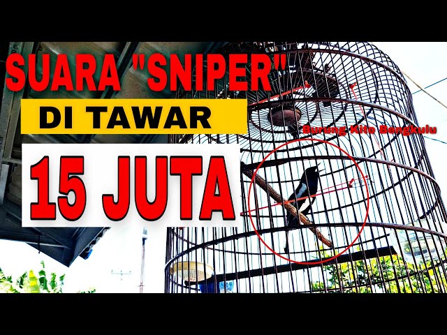 15 JUTA BELUM DI JUAL GAN || BURUNG KACER JUARA DI BENGKULU class=