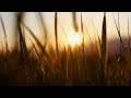 РЕЛАКС звуки природы лето вечерний луг RELAX Nature Sounds Summer Evening Meadow РЕЛАКС звуки природы лето вечерний луг RELAX Nature Sounds Summer Evening Meadow