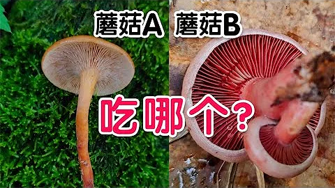 一个有毒，一个无毒，你能分清吗？毒蘑菇和可食蘑菇如此相似！ - 天天要闻