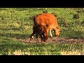 Bouncing Bison Babies