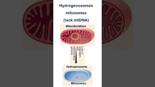 Hydrogenosomes. Mitosomes #lifescience #biology