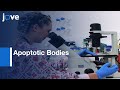 Apoptotic Bodies Isolation and Detection | Protocol Preview
