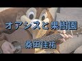 オアシスと果樹園/桑田佳祐/ギターコード