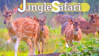 animals safari 4k  | animal cams  | live animal video relaxing sound