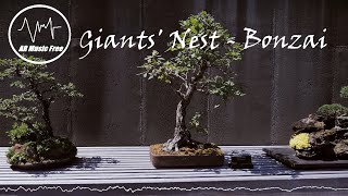Giants' Nest - Bonzai