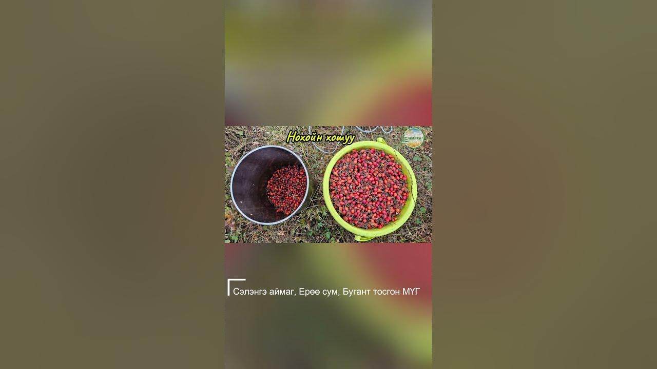 Сэлэнгэ аймаг, Ерөө сум, Бугант тосгон МҮГ ажлын явц 🌳 - YouTube