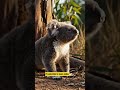 koala serching for mother#wildlife