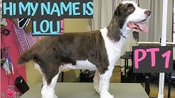 My Springer Spaniel has lateral meniscus tears in both legs - gentle grooming - PT1