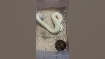 Albino ball python live feeding