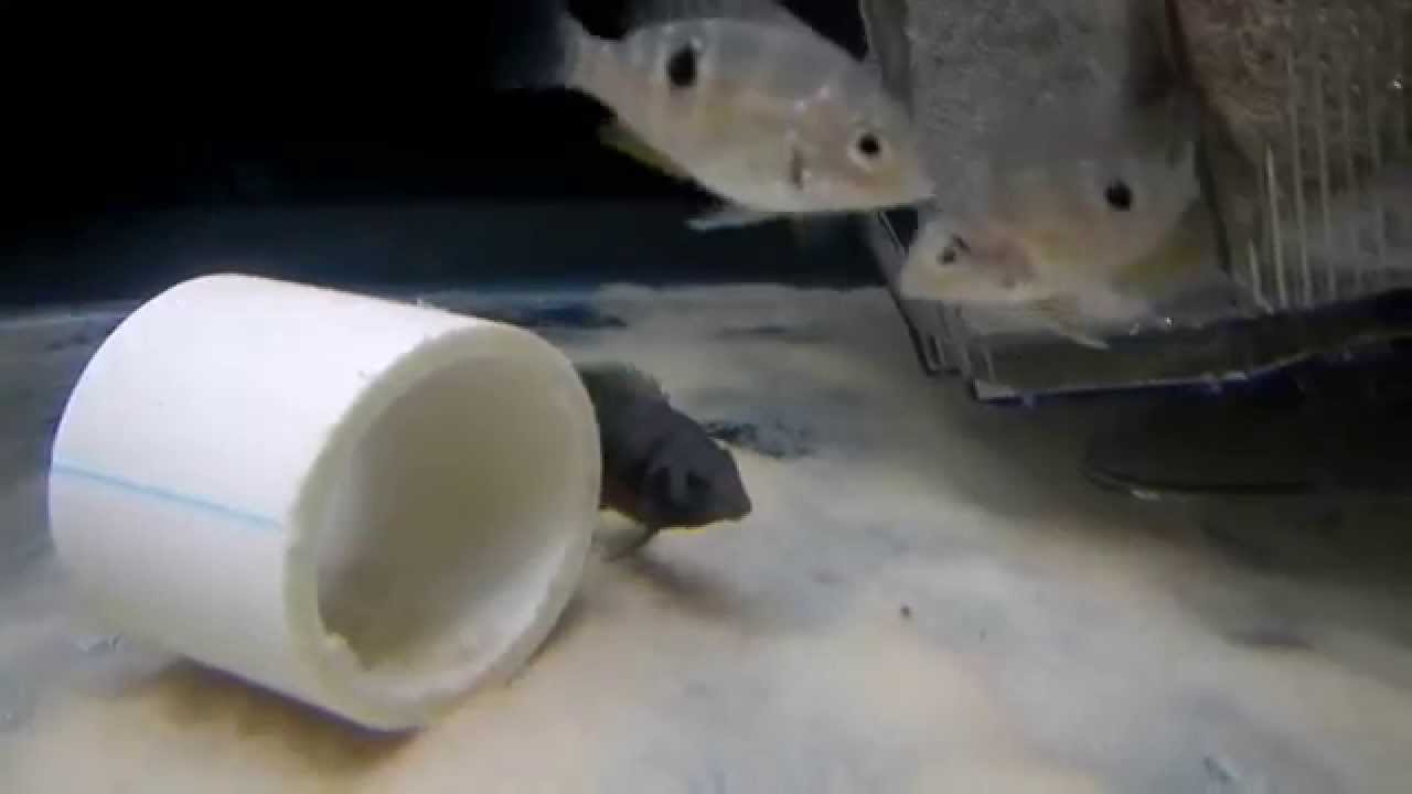 gallone Fish room/Fish tank update part 3