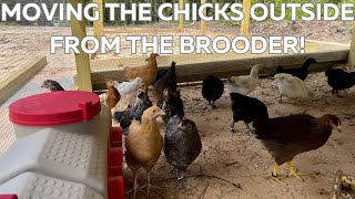 🐓🙌🏼 Moving the Chicks Outside from the Brooder