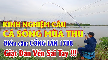 Kinh Nghiệm Câu Cá Sông Mùa Thu |17B8 - CỐNG LÂN Điểm Câu Tự Nhiên Quá Đẹp, Giật Sái Tay