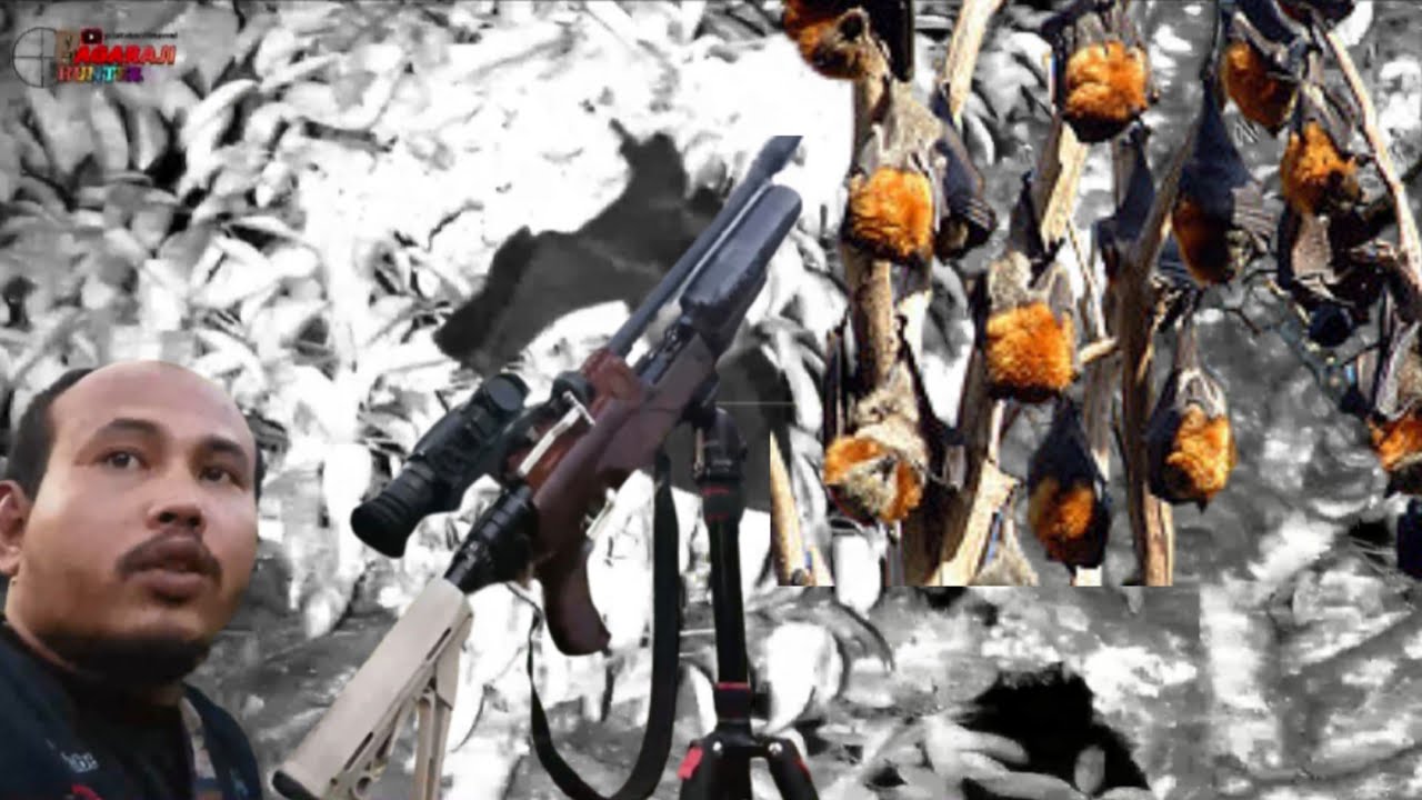 PART 36‼️HUNTING BATS AT NIGHT USING THE PARD 008 S TELESCOPE