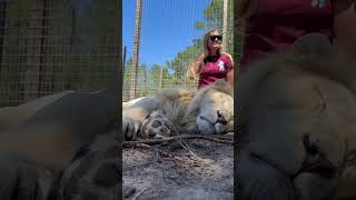 Lion Cuddles