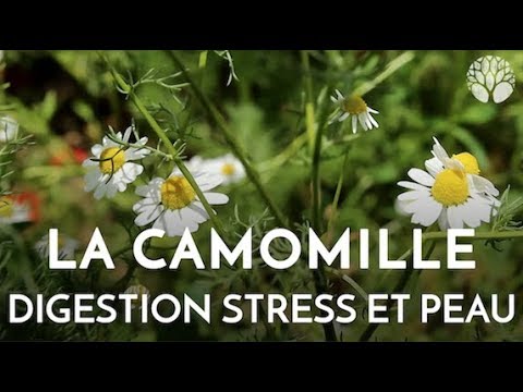 Vidéo: Comment préparer la camomille ?