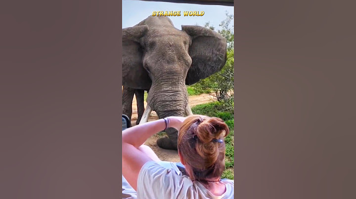 Big Elephant Tusker Crushes Ground in Powerful Display #wildlife #elephant