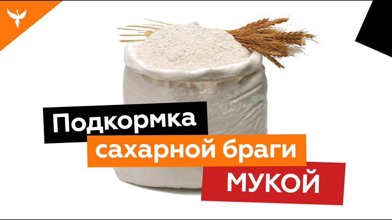 сахар для комнатных растений. подкормка аммиаком брагу.