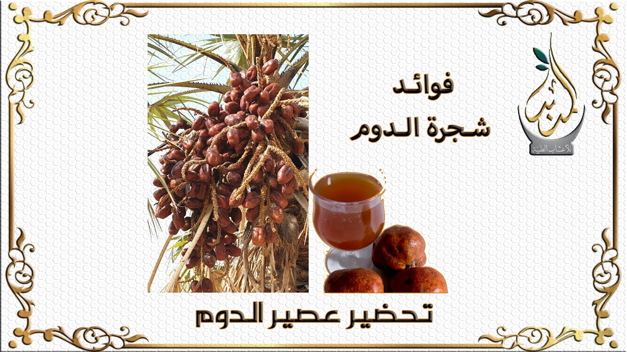 شجرة الدوم وفوائد الثمرة العظيمه لتلك الشجرة - YouTube