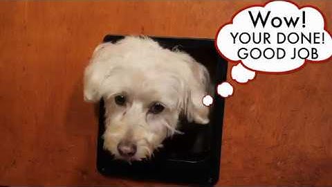 CEESC New version of cat door installation video