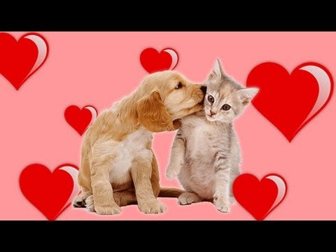  Cats  And Dogs  Love Each  Other  YouTube