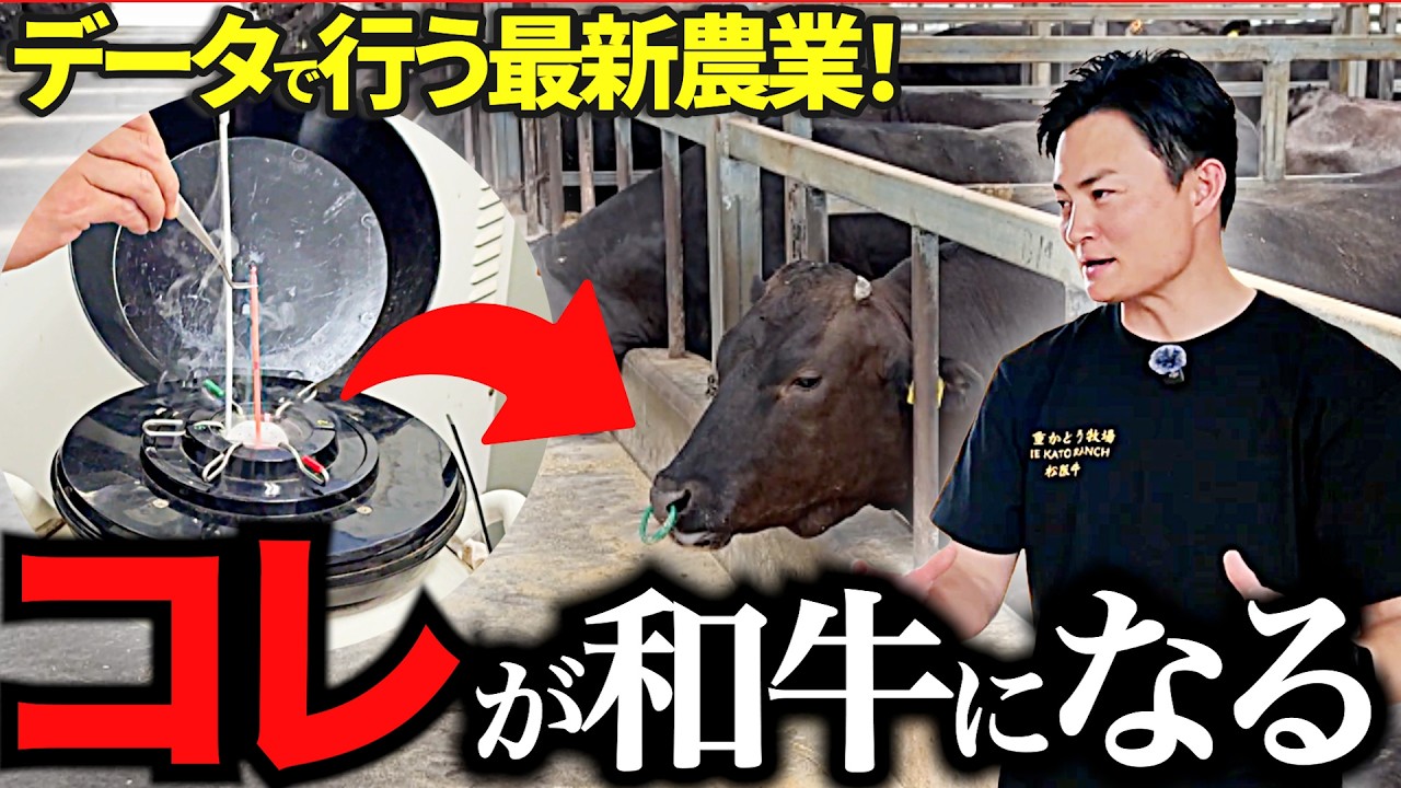 This Cattle Farmer Is Incredible!! A Passionate Farm That's Rare