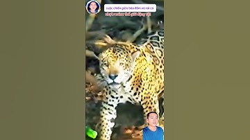 cuộc đại chiến giữa báo đốm và rái cá đấy hấp dẫn #thegioidongvat #shortvideo #Anhuttv