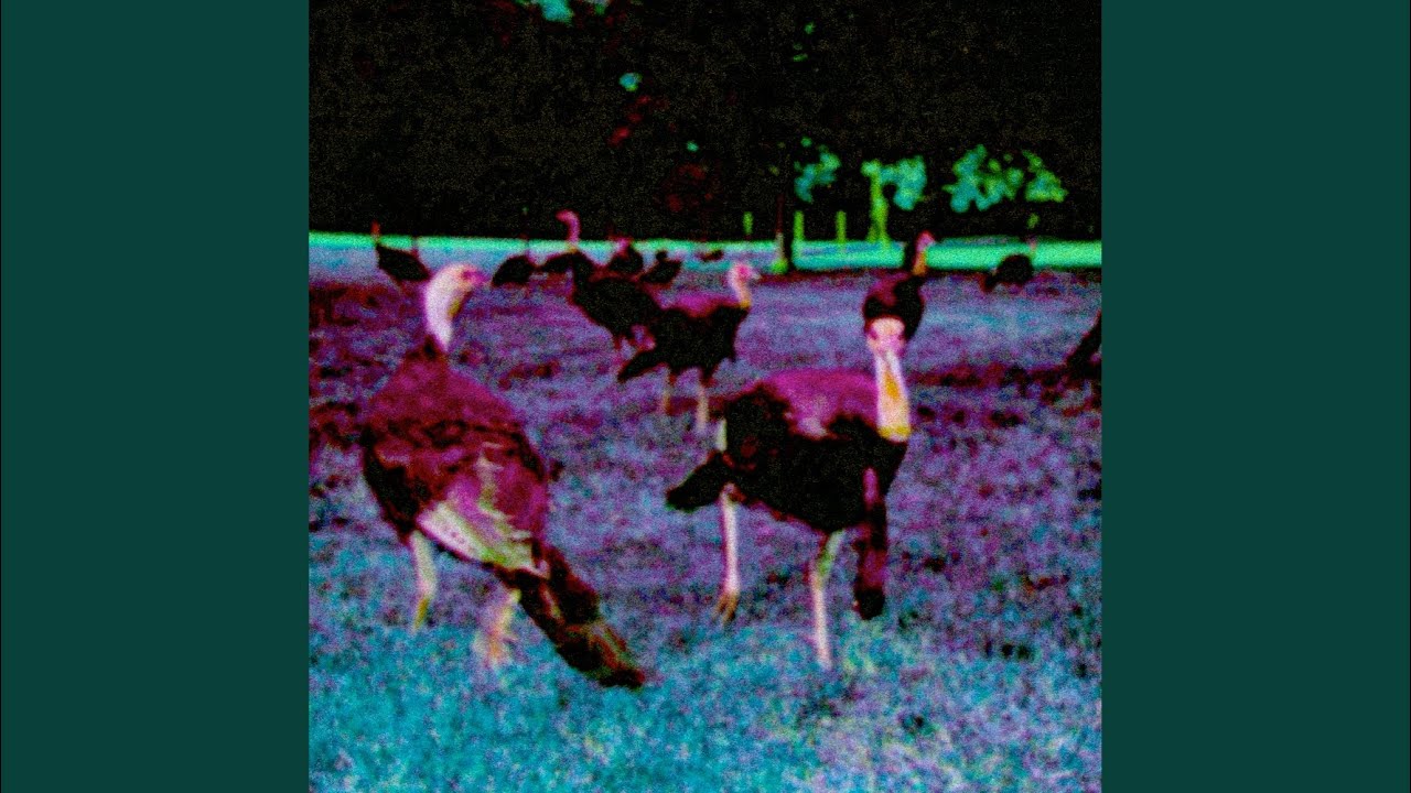 Guarda BIRD su YouTube Guarda BIRD su YouTube