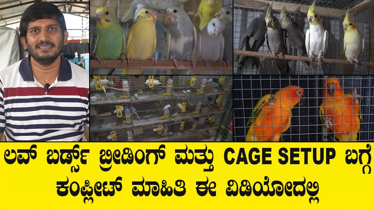 COLLEGE STUDENTS ಕೊಡ ಮನೆಯಲ್ಲಿಯೇ ಲವ್ ಬರ್ಡ್ಸ್ ಬ್ರೀಡಿಂಗ್ ಮಾಡಿ ಉತ್ತಮ ಆದಾಯ ಗಳಿಸಬಹುದು..LOVE BIRDS VIDEO