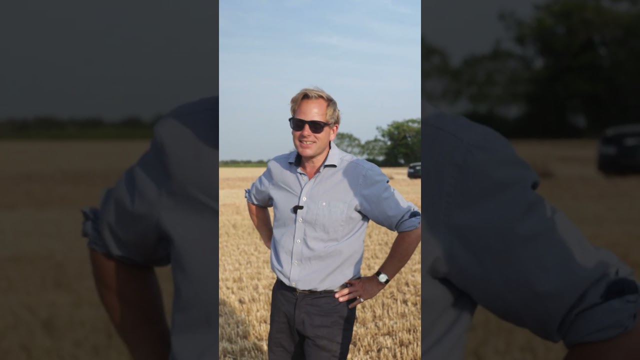 The Driest Wheat We Have Ever Cut, Combining Milling Wheat in a Drought