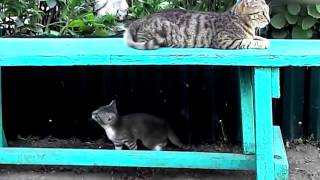 FUNNY CATS VIDEOS COMPILATION - BEST CAT #4