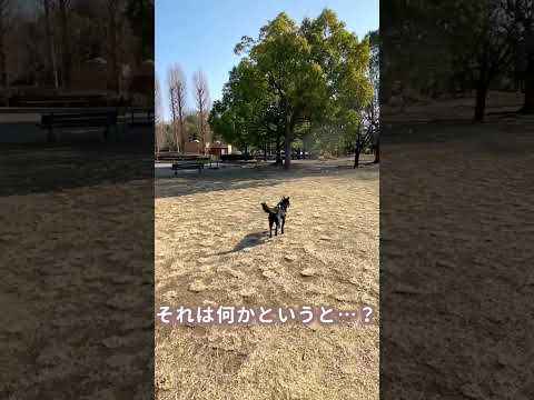 【甲斐犬】ツムギ、はじめてシャボン玉を見る