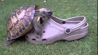 Черепаха и тапок*)
