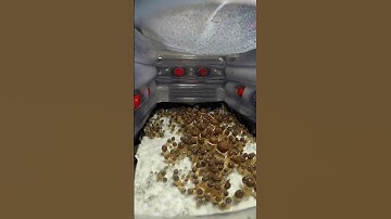 Mushrooms growing over a 7 days. #timelapse #naturetherapy #mushroom